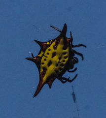Gasteracantha versicolor