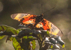 Acraea acara