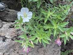 Oenothera albicaulis
