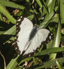 Belenois creona