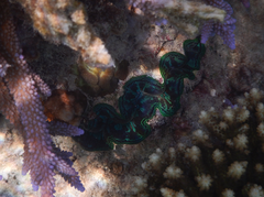 Tridacna crocea