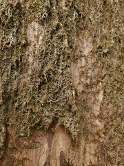 Frullania