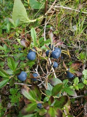 Vaccinium cespitosum