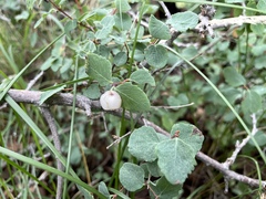 Symphoricarpos