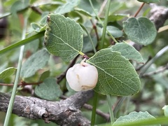 Symphoricarpos