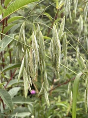 Bromus