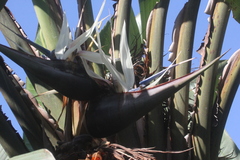 Strelitzia nicolai