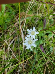 Gentiana douglasiana