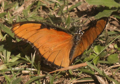 Hypolimnas misippus