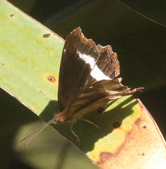 Eurytela hiarbas