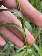 Bromus