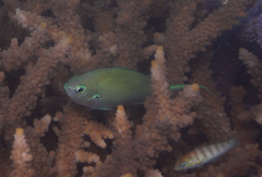 Chromis atripectoralis