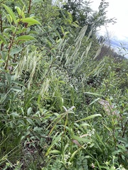 Bromus