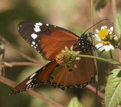 Danaus chrysippus
