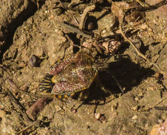 Agonoscelis versicoloratus