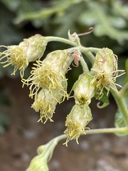 Brickellia grandiflora