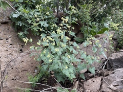 Brickellia grandiflora