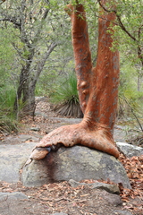 Angophora costata