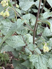 Brickellia grandiflora