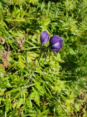 Aconitum delphiniifolium