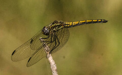 Trithemis furva