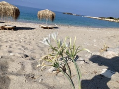 Pancratium maritimum