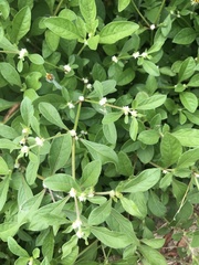 Alternanthera