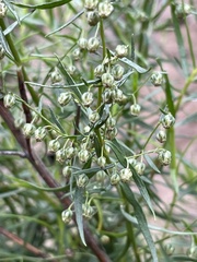 Artemisia dracunculus