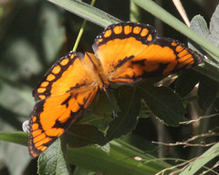 Byblia anvatara