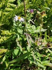 Symphyotrichum subspicatum