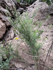 Artemisia dracunculus