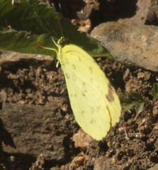 Eurema floricola