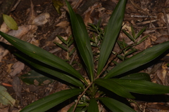 Cordyline rubra