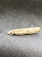 Agriphila geniculea