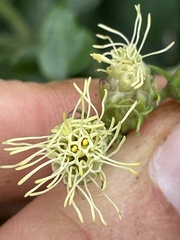 Brickellia grandiflora