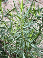 Artemisia dracunculus