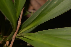 Cordyline rubra