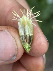 Brickellia grandiflora