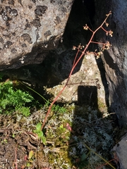 Micranthes ferruginea