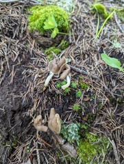 Helvella elastica