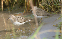 Calidris temminckii