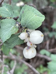 Symphoricarpos