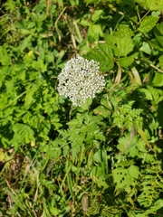 Conioselinum gmelinii