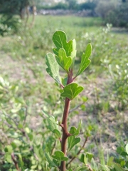 Jatropha dioica
