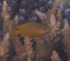 Pomacentrus moluccensis