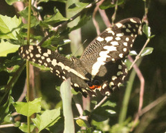 Papilio demodocus demodocus