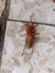 Dysdera crocata