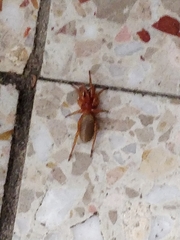 Dysdera crocata