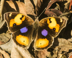 Junonia hierta cebrene