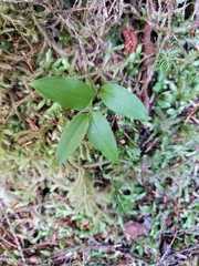 Streptopus amplexifolius